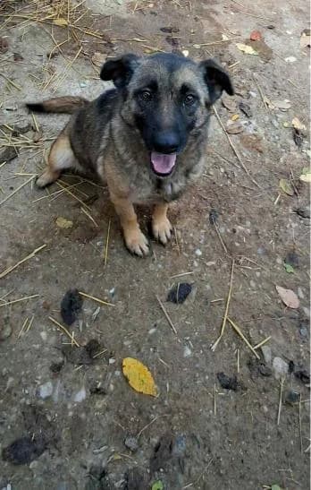 SAPHIRA 0112, female mixed breed for adoption at No Limit Pets, Romania