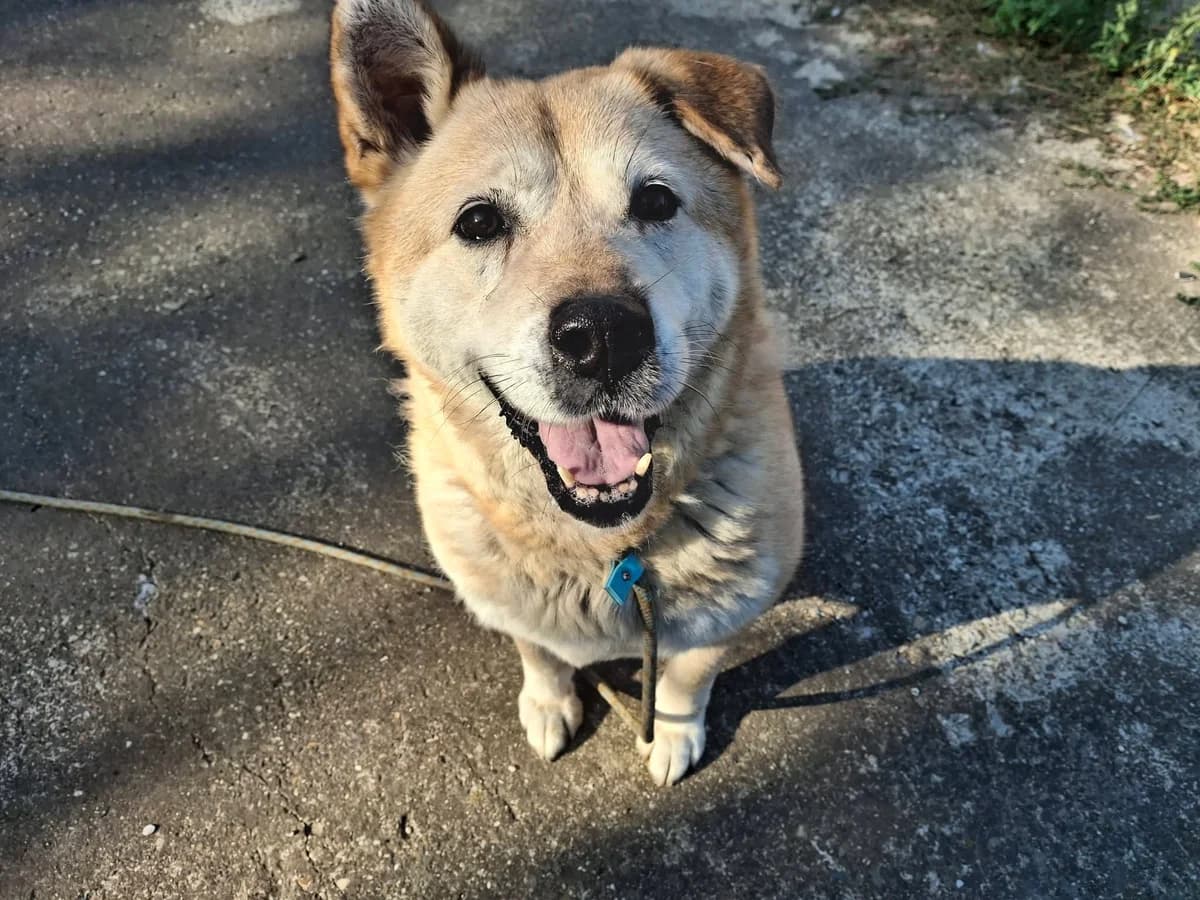SARA 1610, female senior Akita for adoption at No Limit Pets, Romania