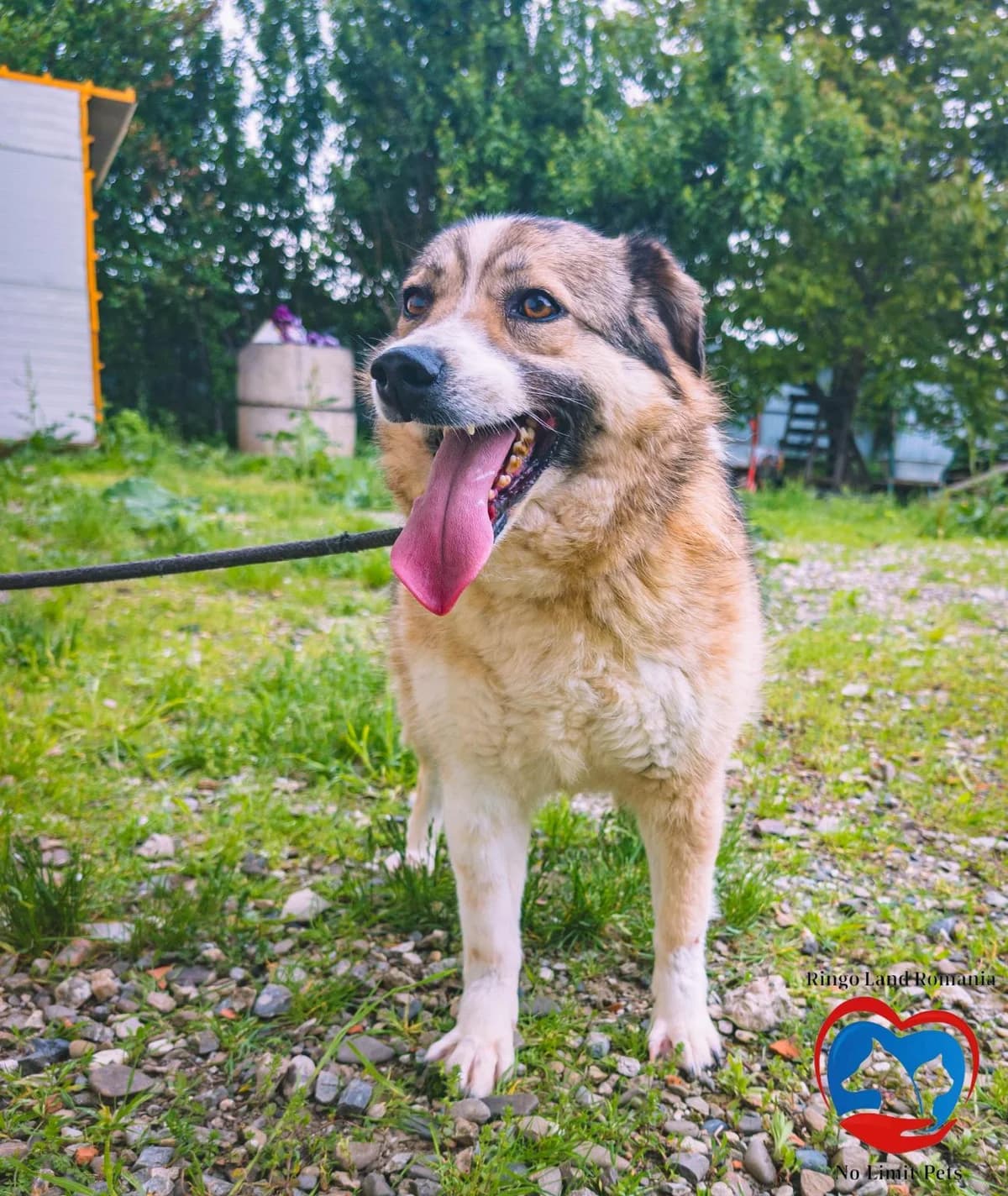 SAPHIRA6930, female mixed breed for adoption at No Limit Pets, Romania