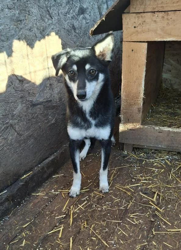SASCHA 4733, female young Mixed Breed for adoption at No Limit Pets, Romania
