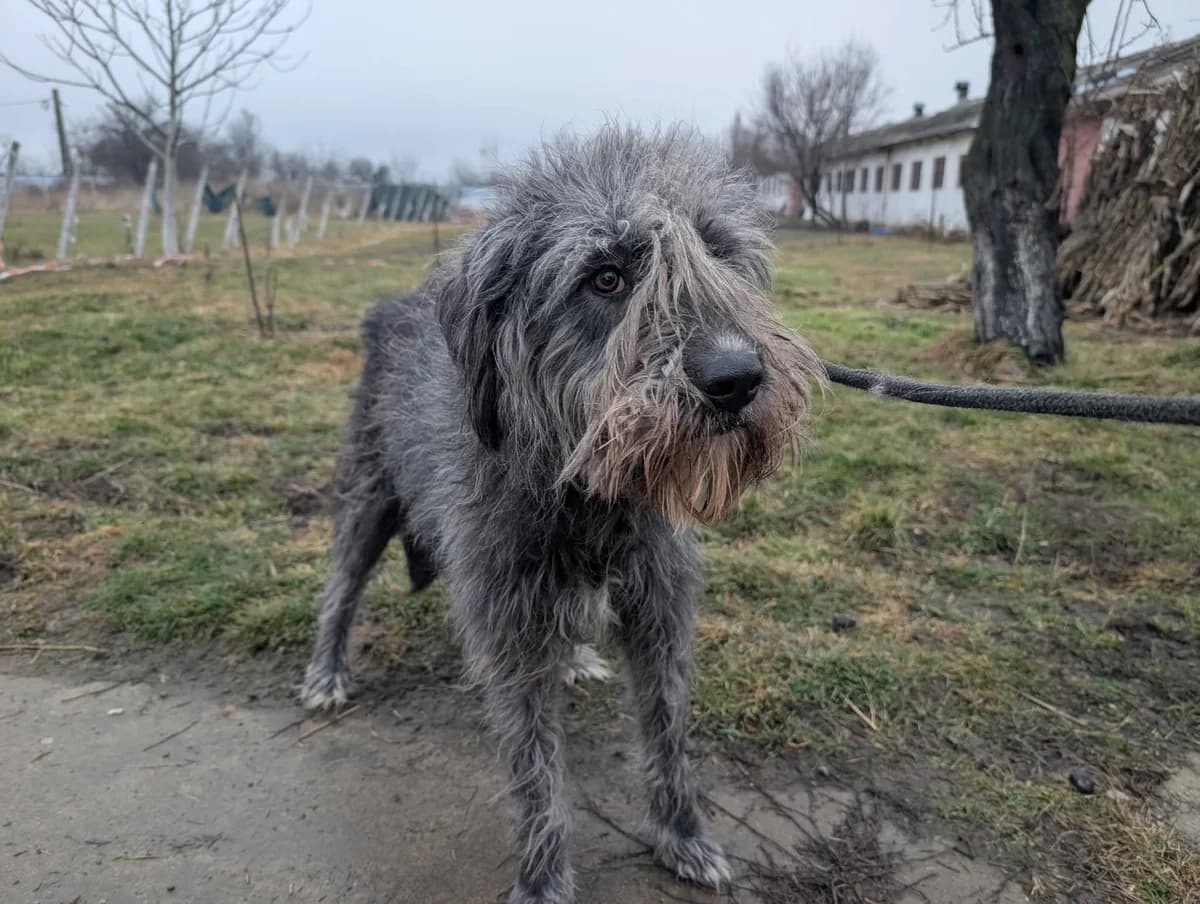 SCARLIGHT 5687, female mixed breed for adoption at No Limit Pets, Romania
