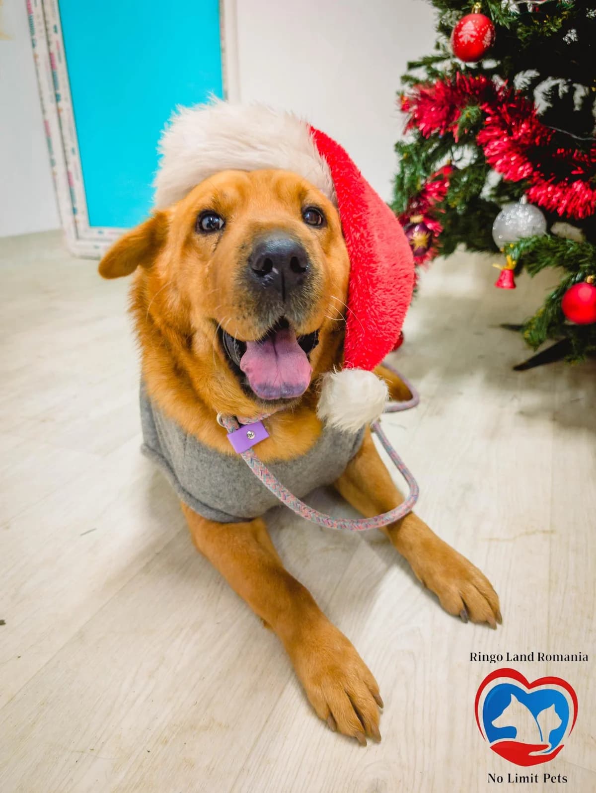 SHARI 7216, female young mixed breed for adoption at No Limit Pets, Romania