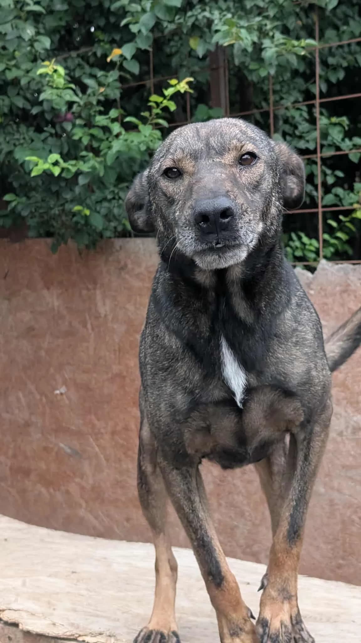 SHERAN 4630, male young mixed breed for adoption at No Limit Pets, Romania