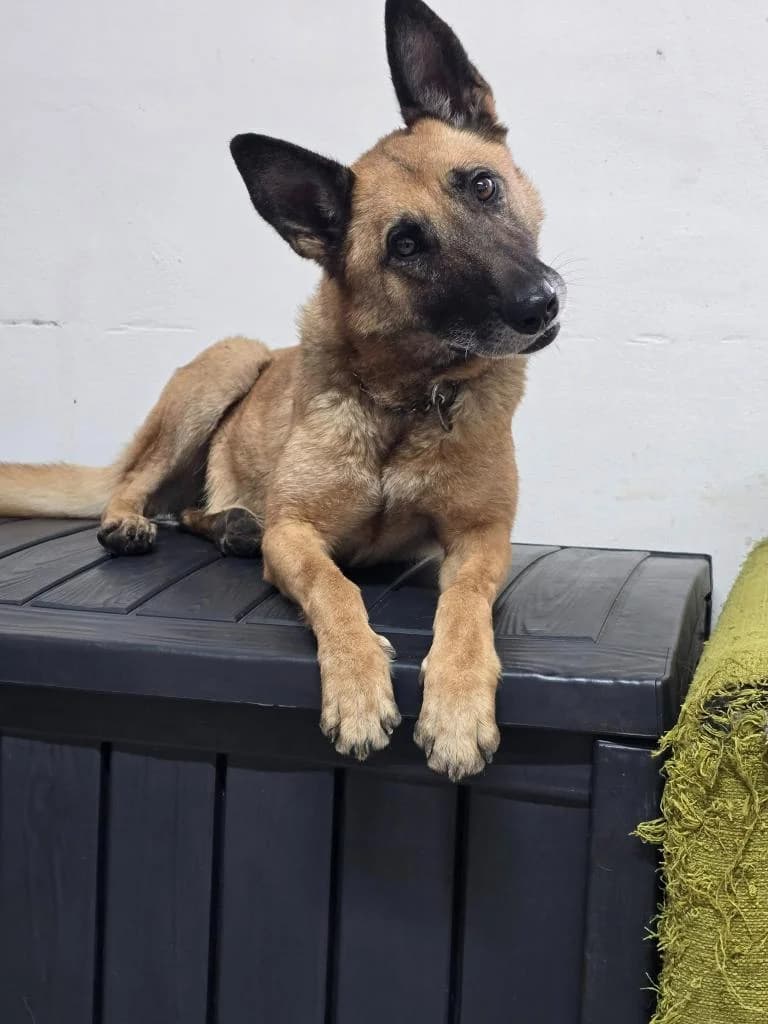 SHINY-1957, female Mixed Breed for adoption at No Limit Pets, Romania