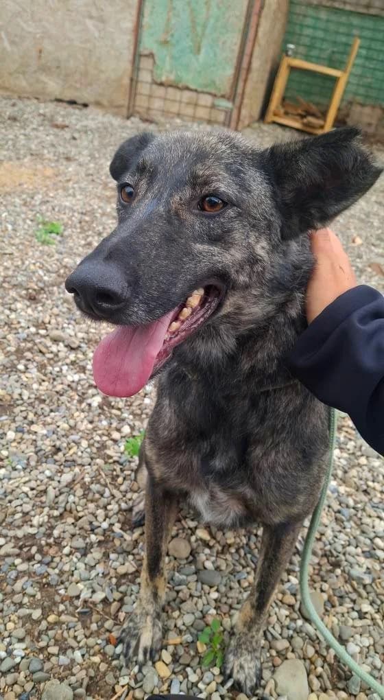 SILLY 3715- adoptat, female mixed breed for adoption at No Limit Pets, Romania