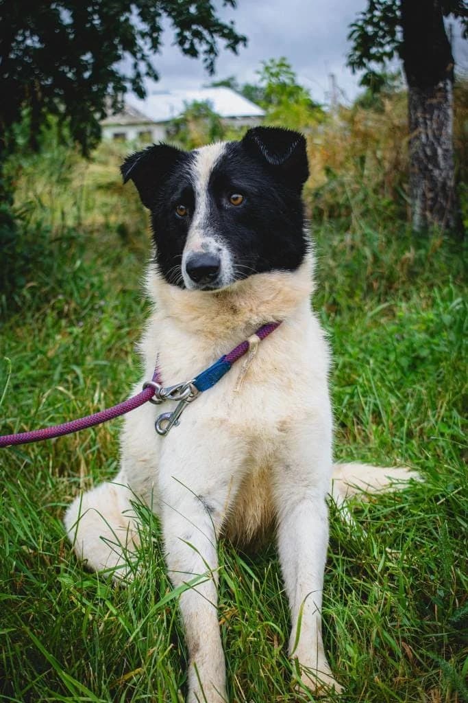 Sir Henry, male mixed breed for adoption at No Limit Pets, Romania