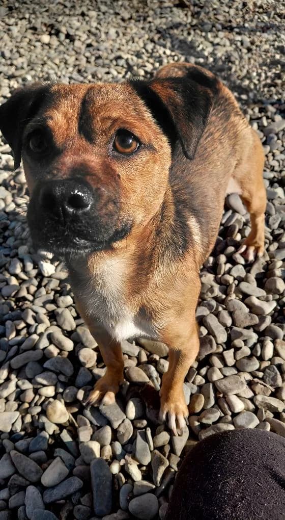 SMARTY 5875- adoptat, male mixed breed for adoption at No Limit Pets, Romania