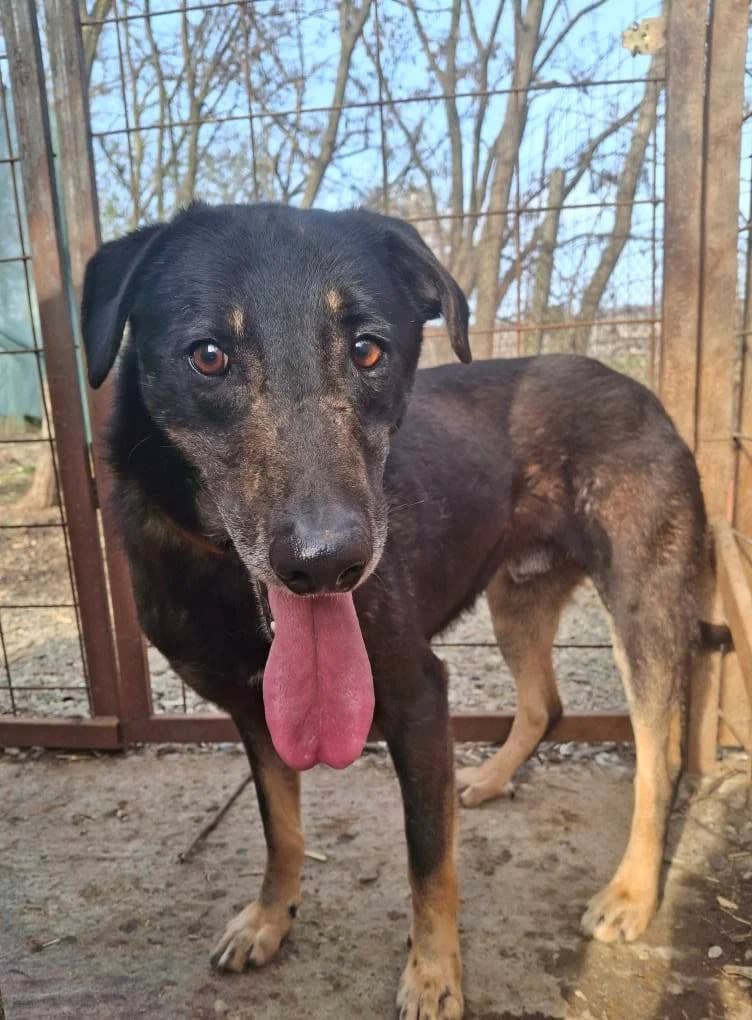 SNOW 5409, male 7yo mixed breed for adoption at No Limit Pets, Romania