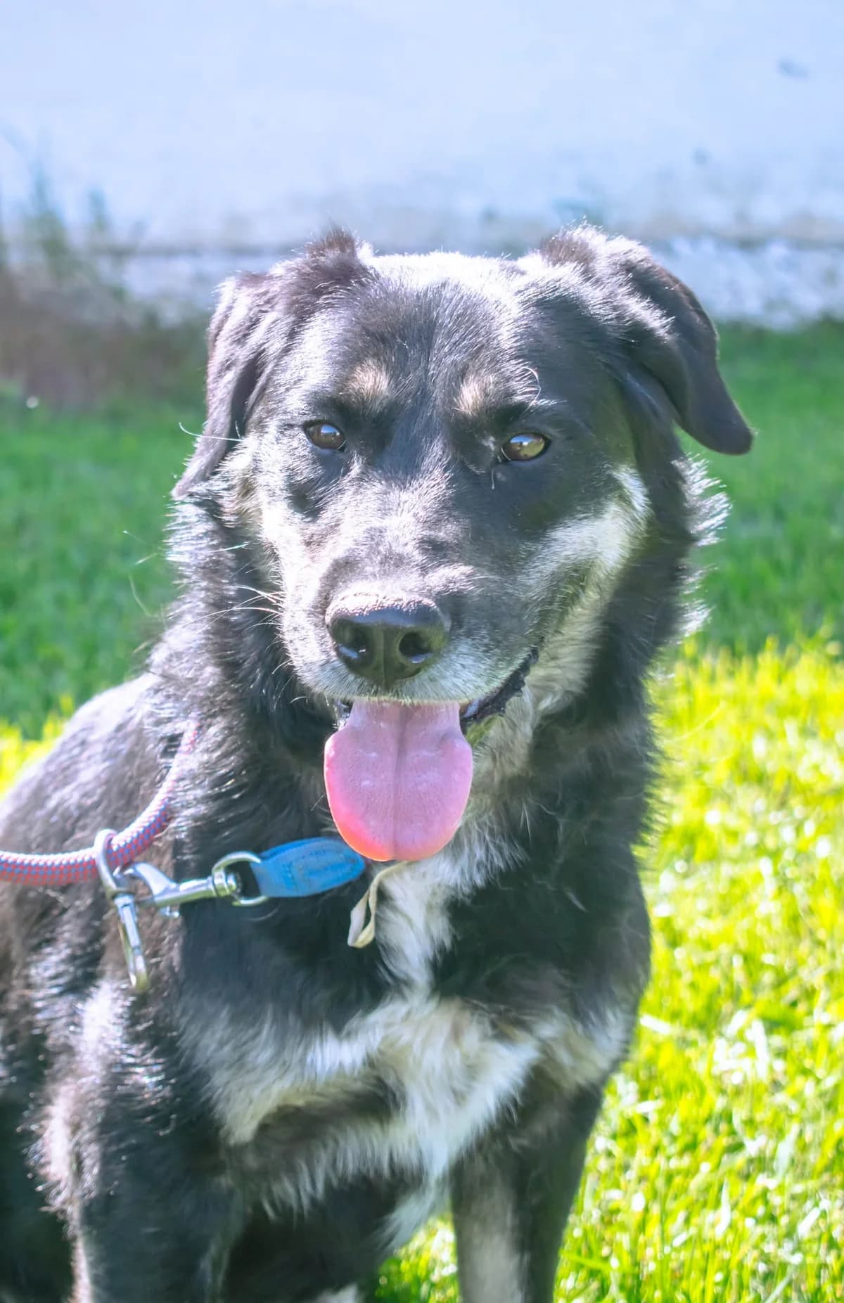 SOCKE 3817- adoptat, male 4yo Mixed Breed for adoption at No Limit Pets, Romania