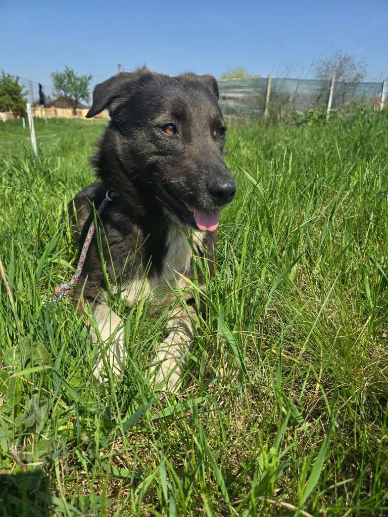 SOCKE 8295, female Mixed Breed for adoption at No Limit Pets, Romania