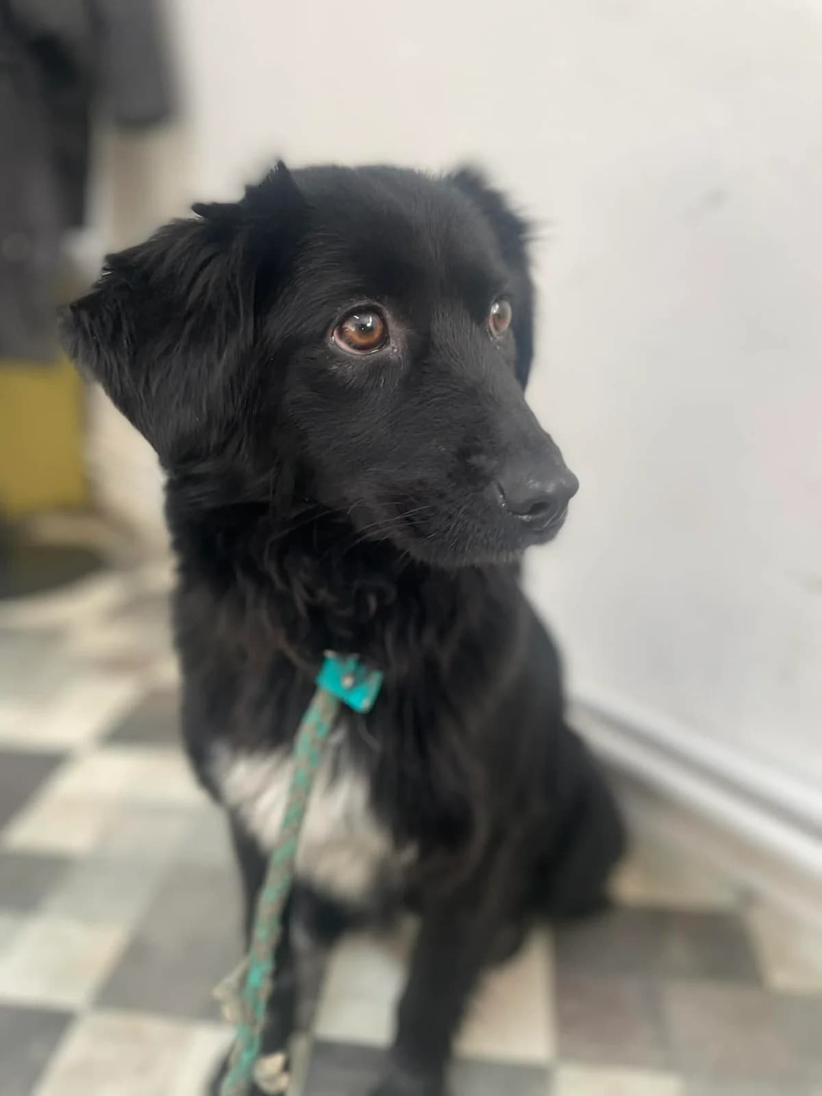 SORA 4260, female Mixed Breed for adoption at No Limit Pets, Romania