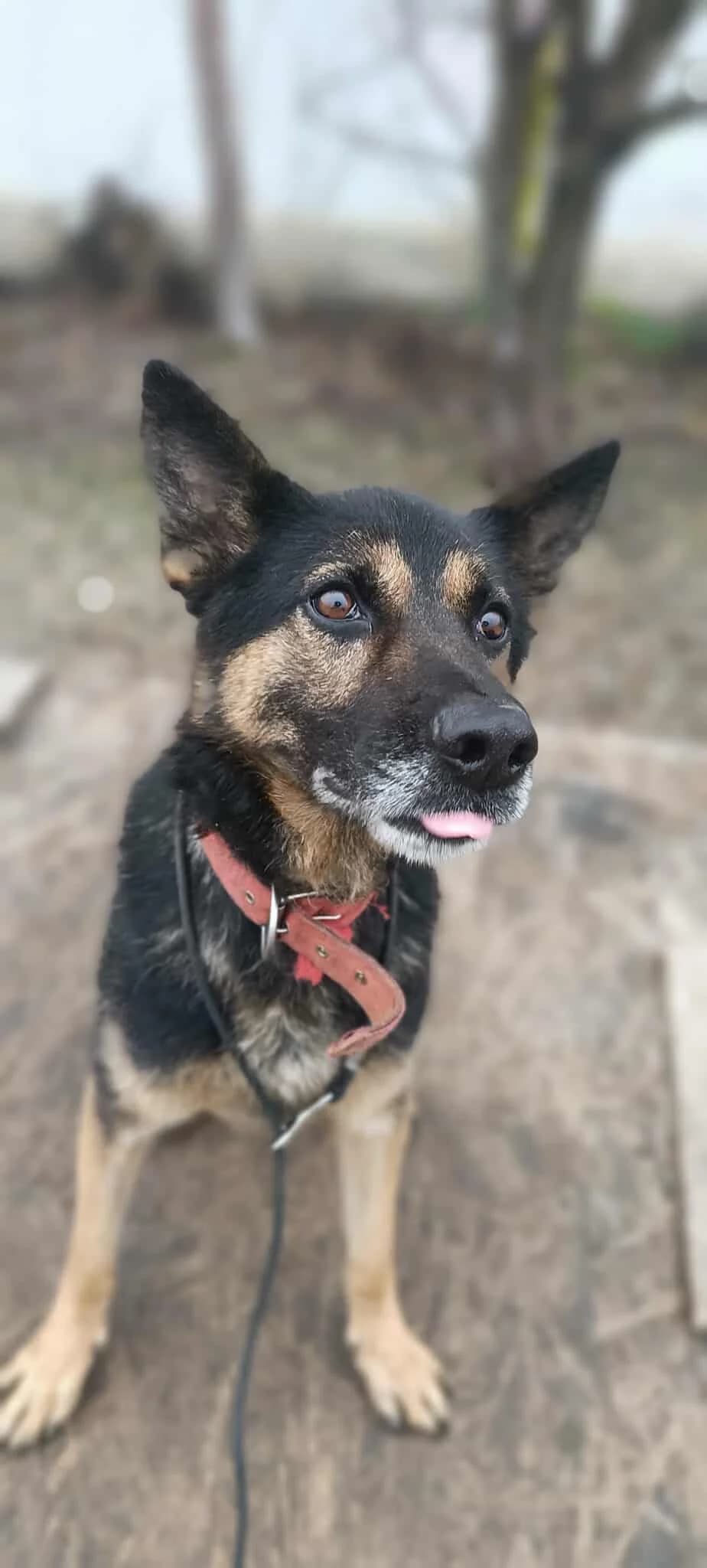 SPENCER 2230, male Mixed Breed for adoption at No Limit Pets, Romania