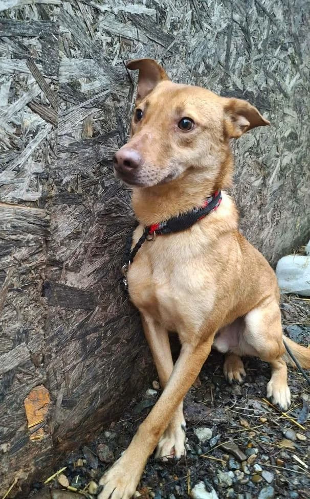 SPOCK 8160, male young Mixed Breed for adoption at No Limit Pets, Romania