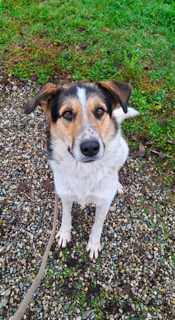 STANLEY 5752, male Mixed Breed for adoption at No Limit Pets, Romania
