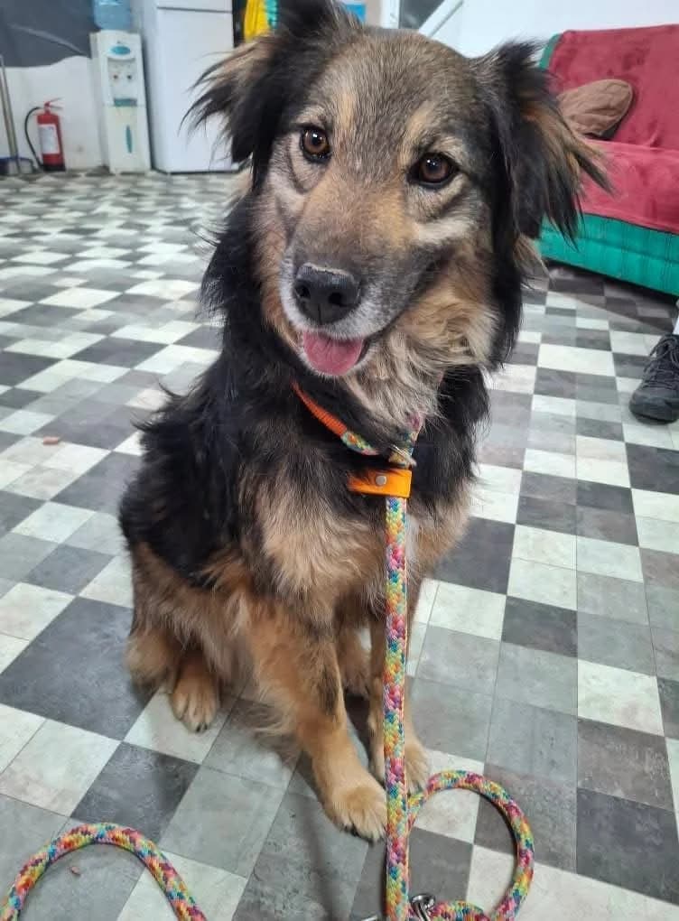eSTELLA 2720, female 3yo mixed breed for adoption at No Limit Pets, Romania