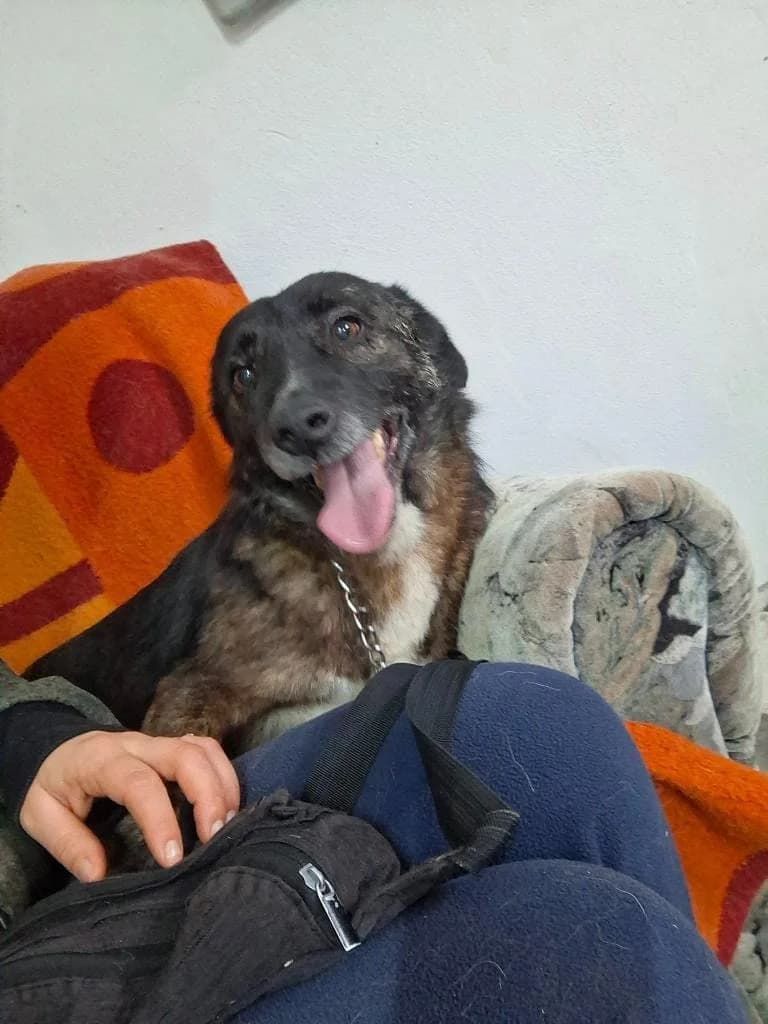 STROLCH 7820- adoptat, male mixed breed for adoption at No Limit Pets, Romania