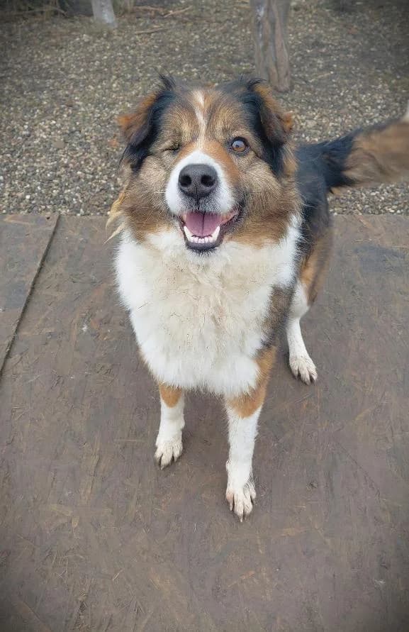 SUBA 0390, female Mixed Breed for adoption at No Limit Pets, Romania