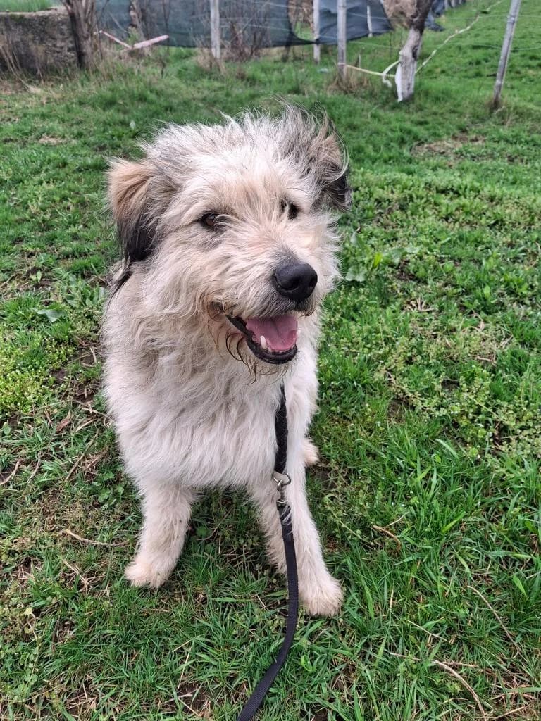 SUGAR1953, male young mixed breed for adoption at No Limit Pets, Romania