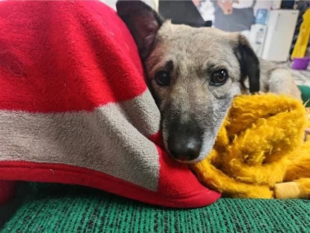 SULCO 4810, male mixed breed for adoption at No Limit Pets, Romania