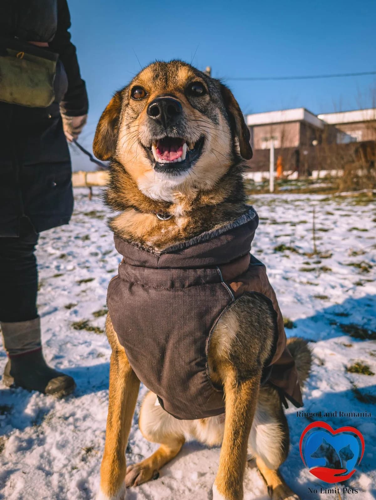 SUNNY 0019, male 3yo Mixed Breed for adoption at No Limit Pets, Romania