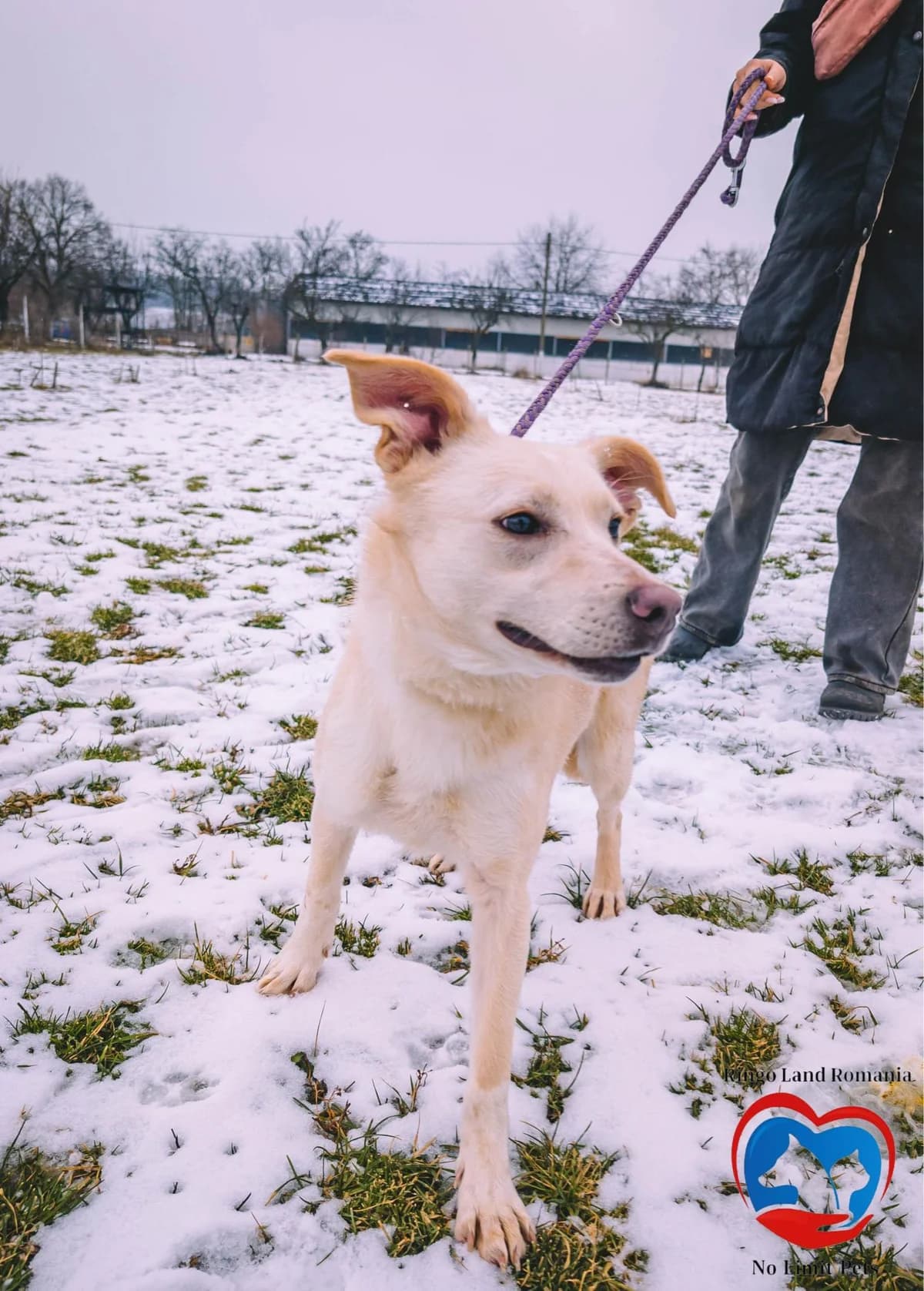 SUNNY 3049, female Mixed Breed for adoption at No Limit Pets, Romania