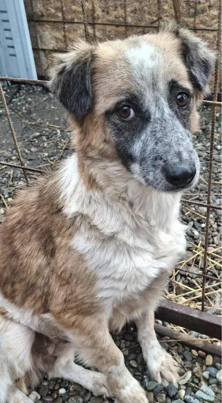 SUNNY 4497, female young Mixed Breed for adoption at No Limit Pets, Romania