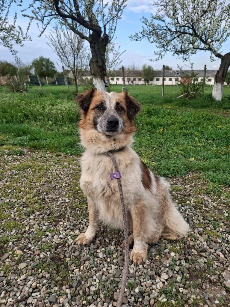 SUNNY 4497, female young mixed breed for adoption at No Limit Pets, Romania