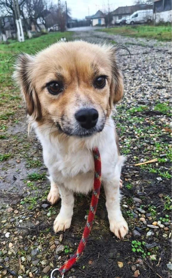 SUNNY 5897- adoptat, female young mixed breed for adoption at No Limit Pets, Romania