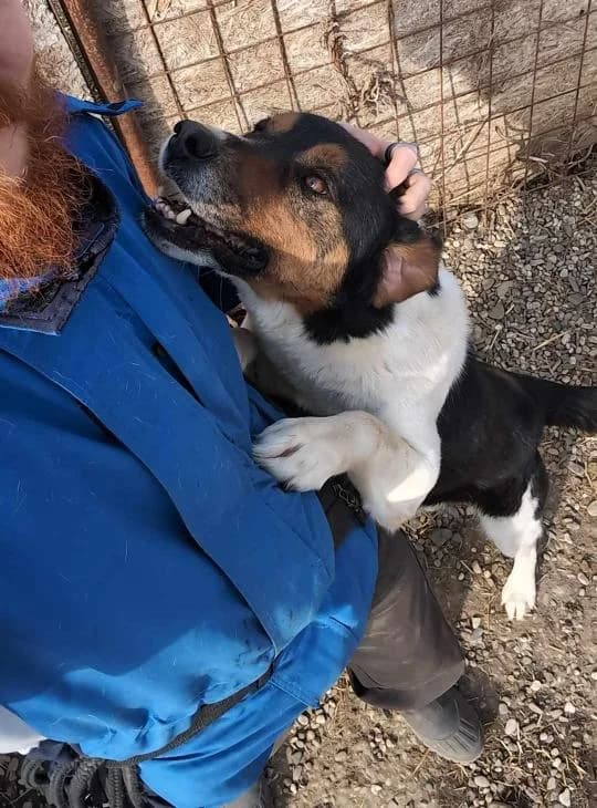 SUNSHINE 1530, male 3yo Mixed Breed for adoption at No Limit Pets, Romania