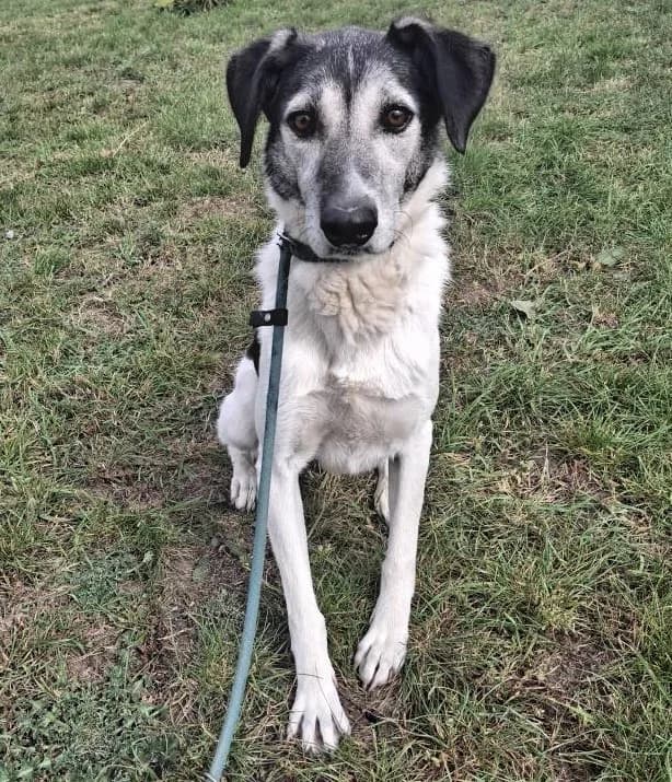 SUSAN 9346, female 6yo Mixed Breed for adoption at No Limit Pets, Romania