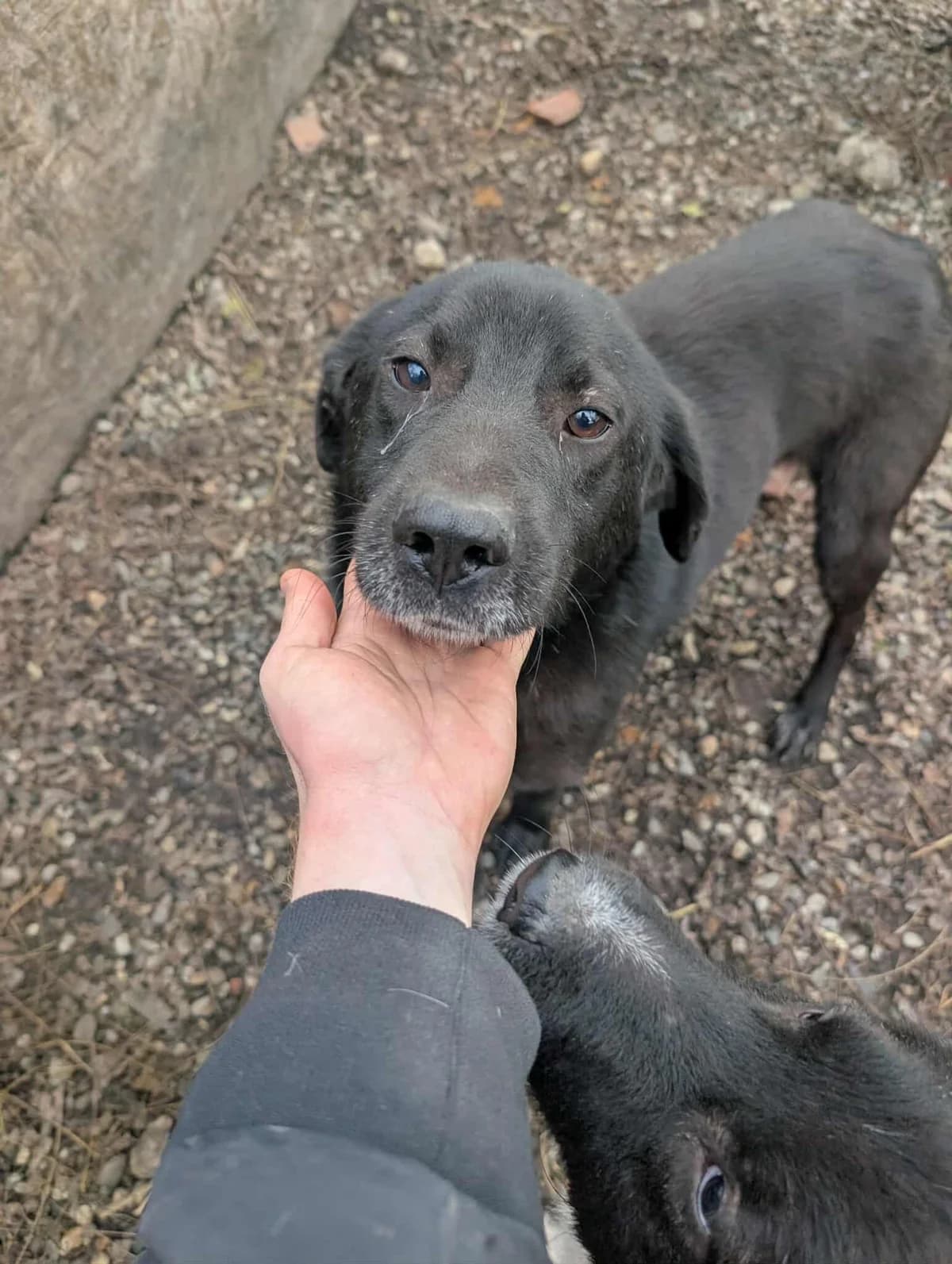 SYDNEY 5651, male Mixed Breed for adoption at No Limit Pets, Romania
