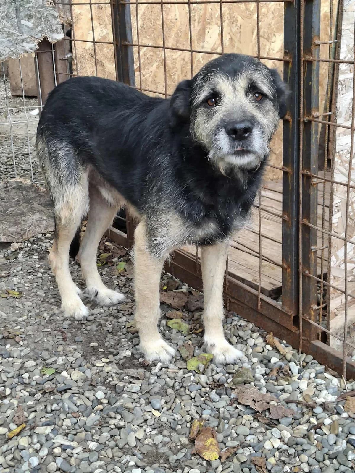 TEDDY 2073, male young Mixed Breed for adoption at No Limit Pets, Romania