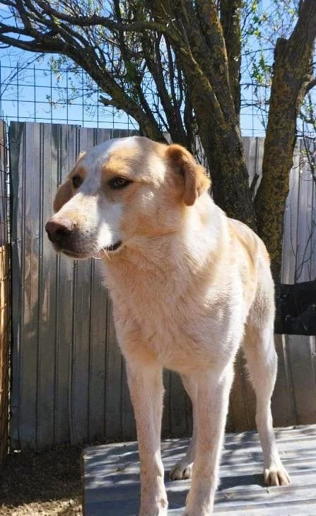 TEDDY 6854, male 4yo Mixed Breed for adoption at No Limit Pets, Romania