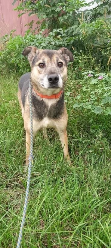 TESSI 0154 – ADOPTAT, male mixed breed for adoption at No Limit Pets, Romania