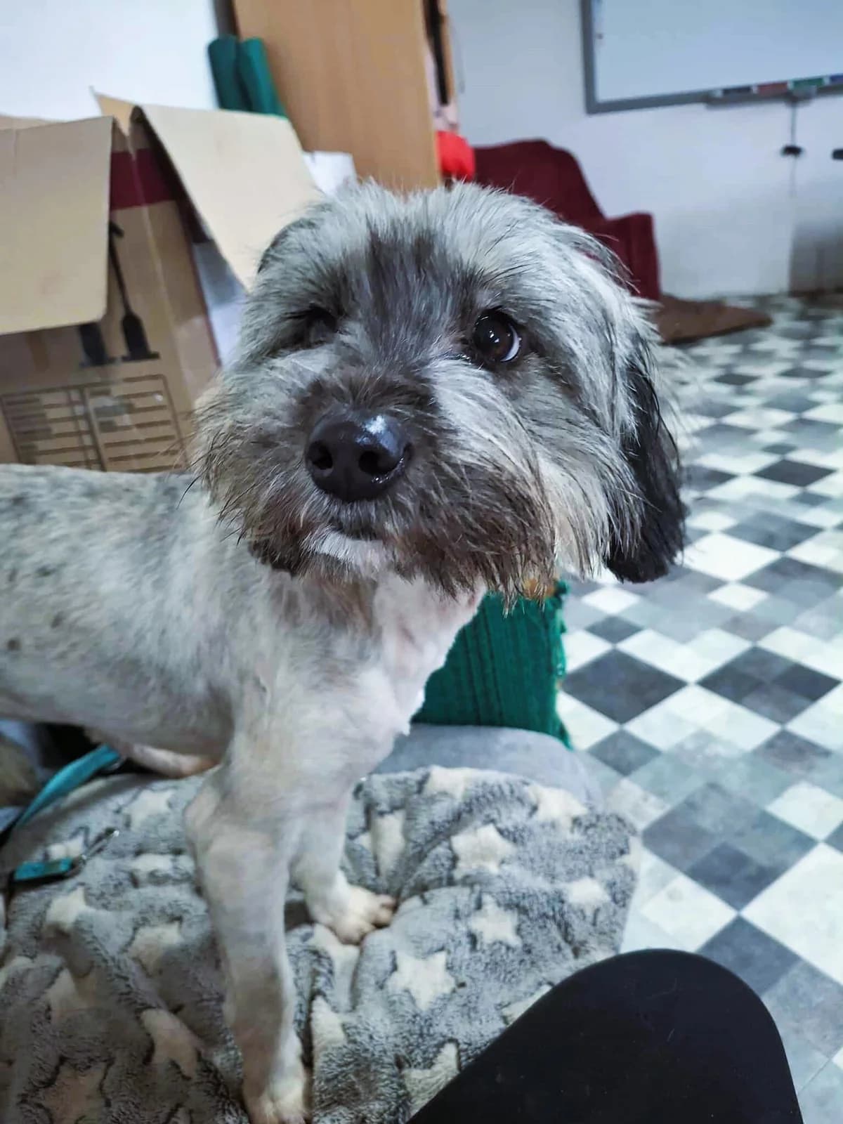 TILDA 5878- adoptat, female mixed breed for adoption at No Limit Pets, Romania
