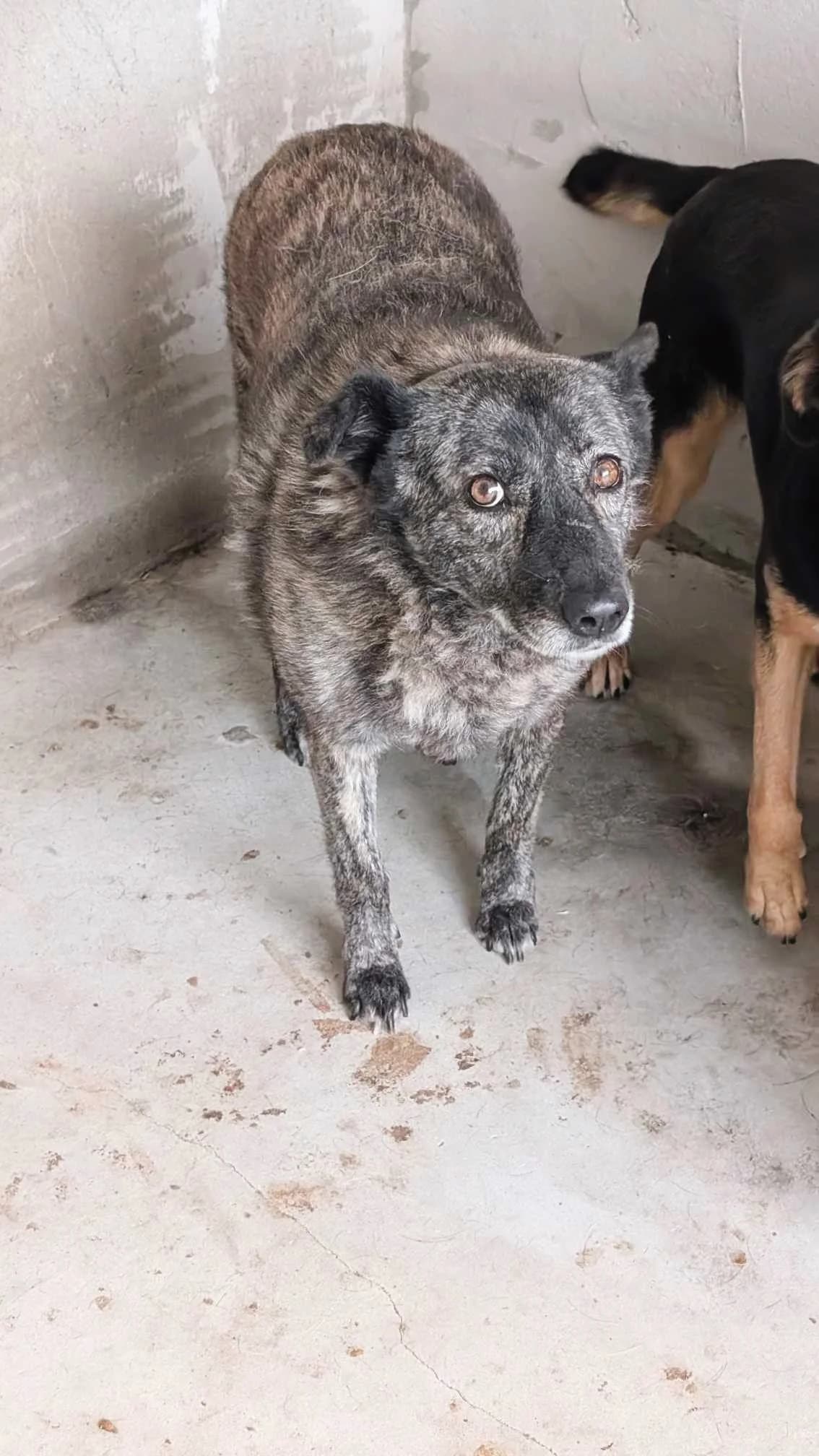 TILDA 9983, female 3yo Mixed Breed for adoption at No Limit Pets, Romania