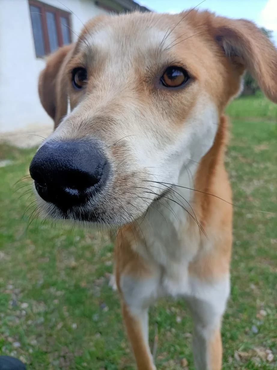 TIMMY 5666, male mixed breed for adoption at No Limit Pets, Romania