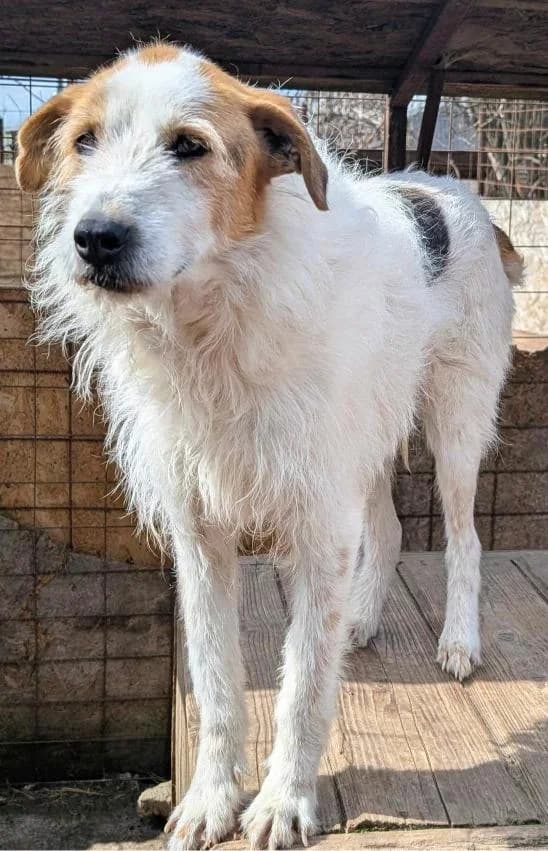 TIPONI 9361, female 3yo Mixed Breed for adoption at No Limit Pets, Romania