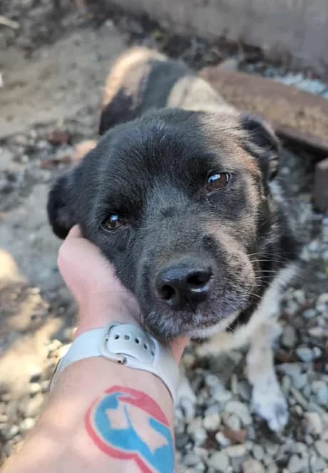 TOBI 2267, male Mixed Breed for adoption at No Limit Pets, Romania