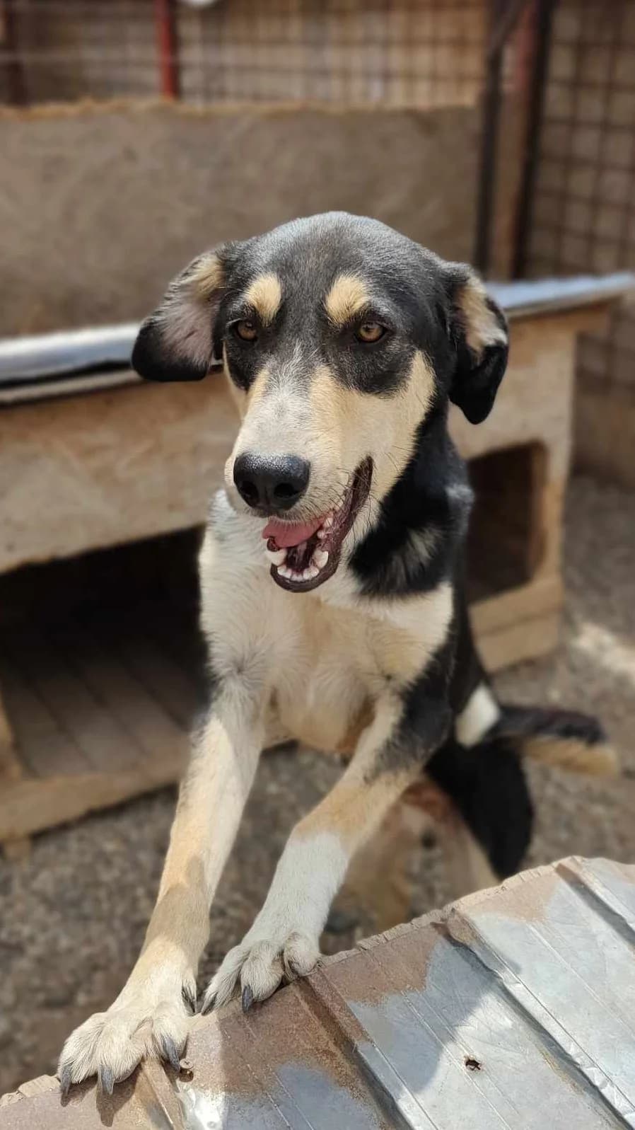 TOBY 6857, male Mixed Breed for adoption at No Limit Pets, Romania