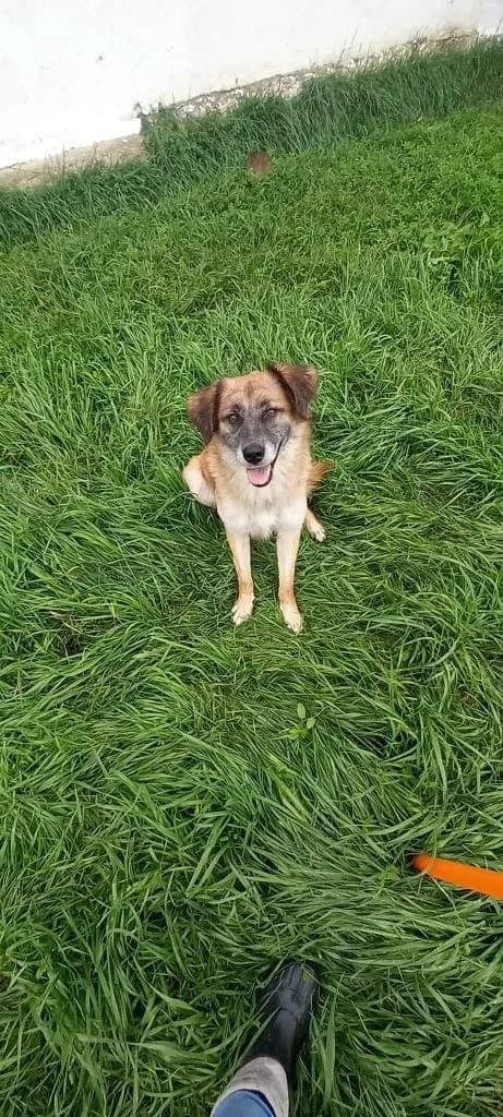 TOFFEE 6375 – ADOPTAT, male mixed breed for adoption at No Limit Pets, Romania