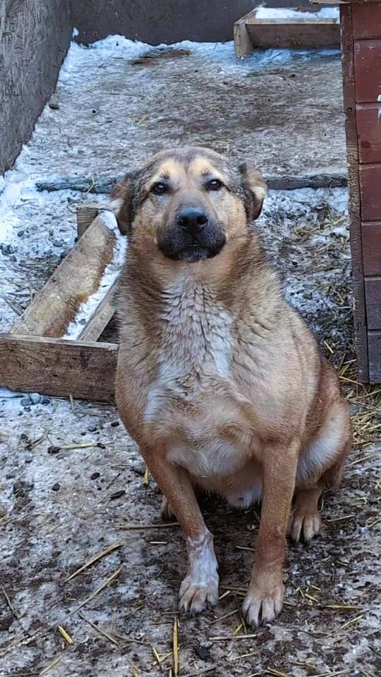 TOM 0768, male young Mixed Breed for adoption at No Limit Pets, Romania