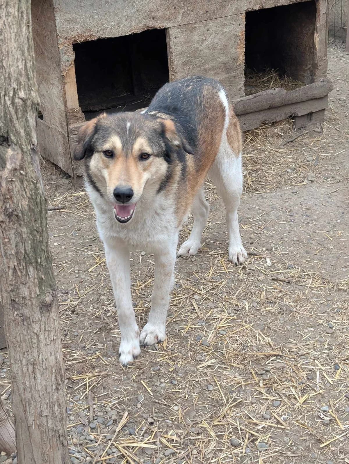 TOMMY 6856, male 4yo Mixed Breed for adoption at No Limit Pets, Romania