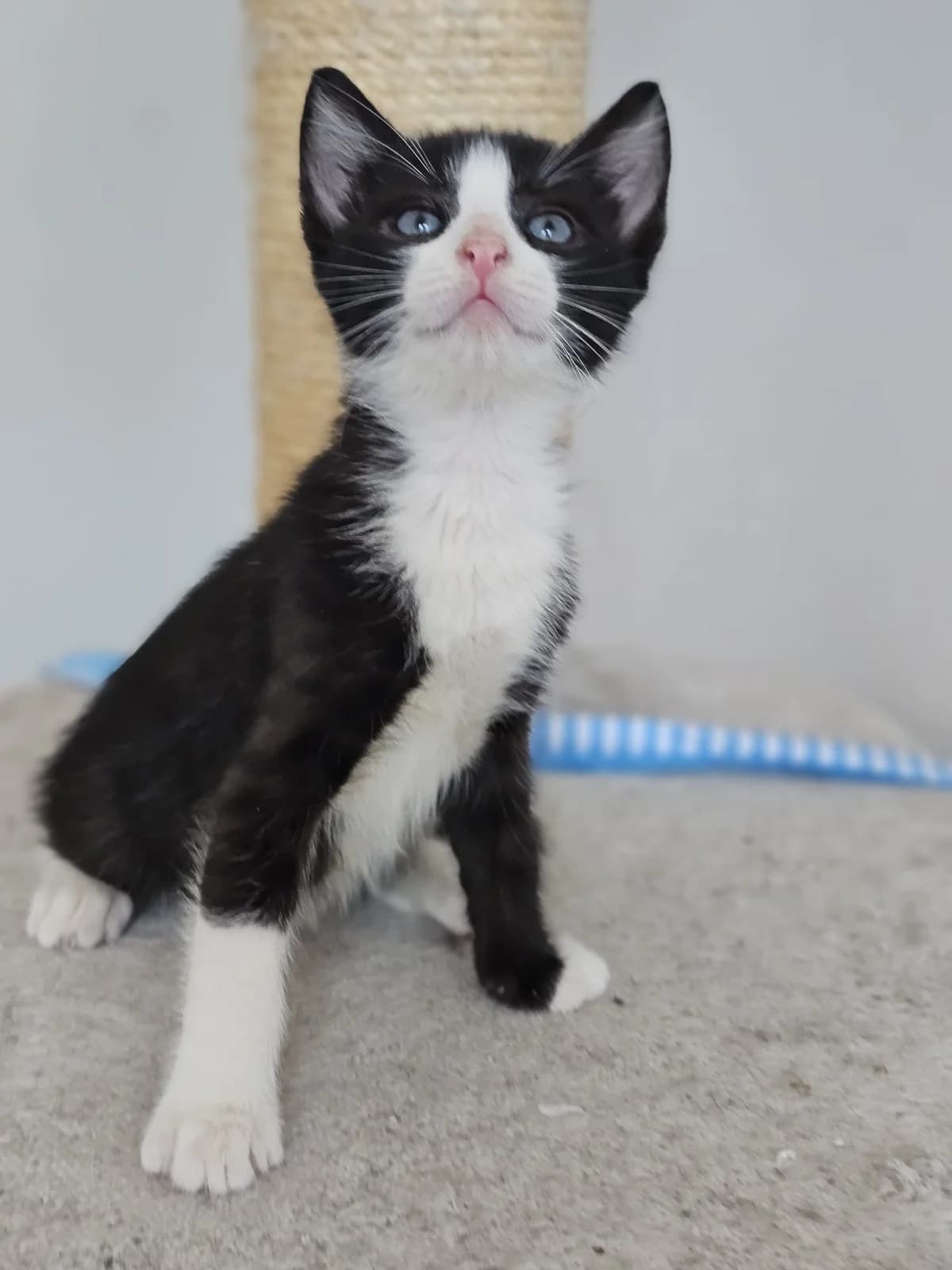 TOMMY CAT – ADOPTAT, male mixed breed for adoption at No Limit Pets, Romania