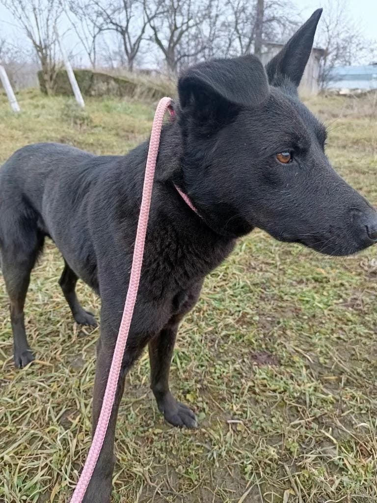 TONY 5231, male mixed breed for adoption at No Limit Pets, Romania