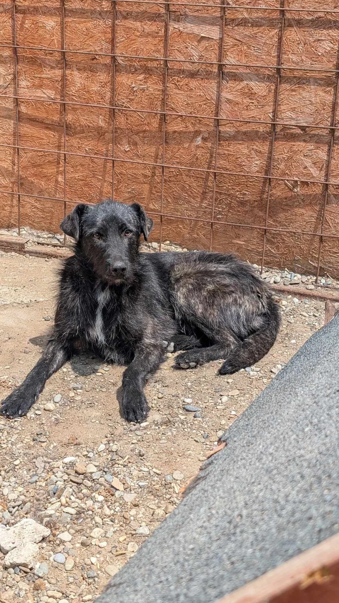 TWIGGY 1900, female young mixed breed for adoption at No Limit Pets, Romania