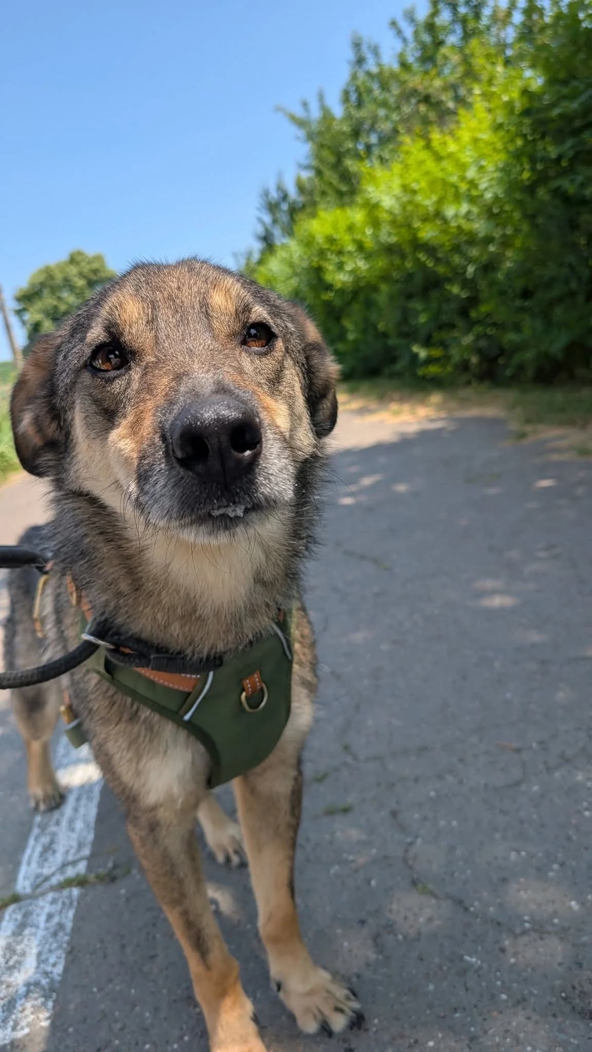 TWIX 1165, male mixed breed for adoption at No Limit Pets, Romania