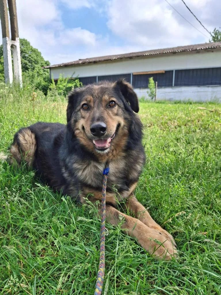 VINCENZO 5419, male young mixed breed for adoption at No Limit Pets, Romania