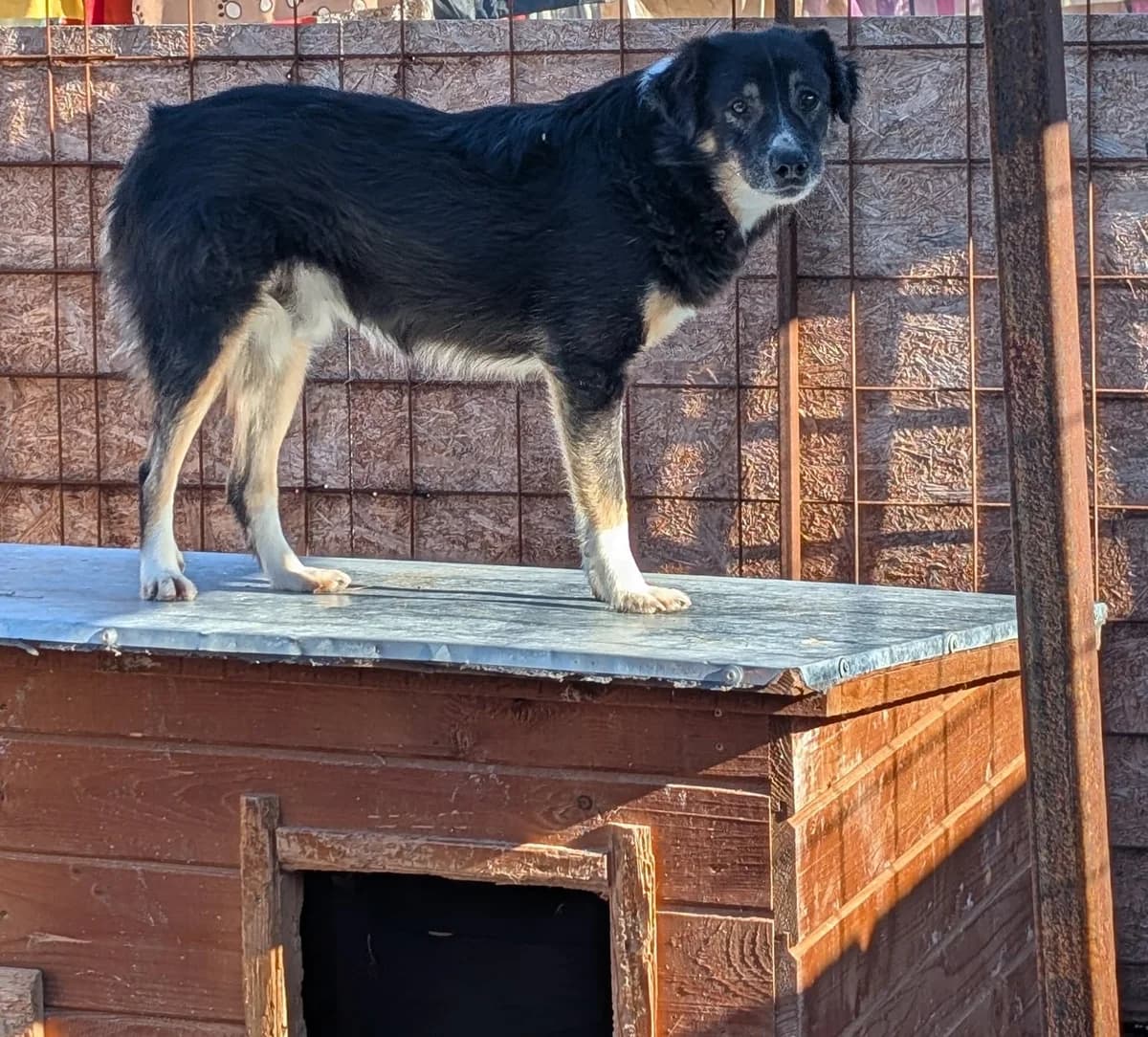 WANJO 6138, male Mixed Breed for adoption at No Limit Pets, Romania