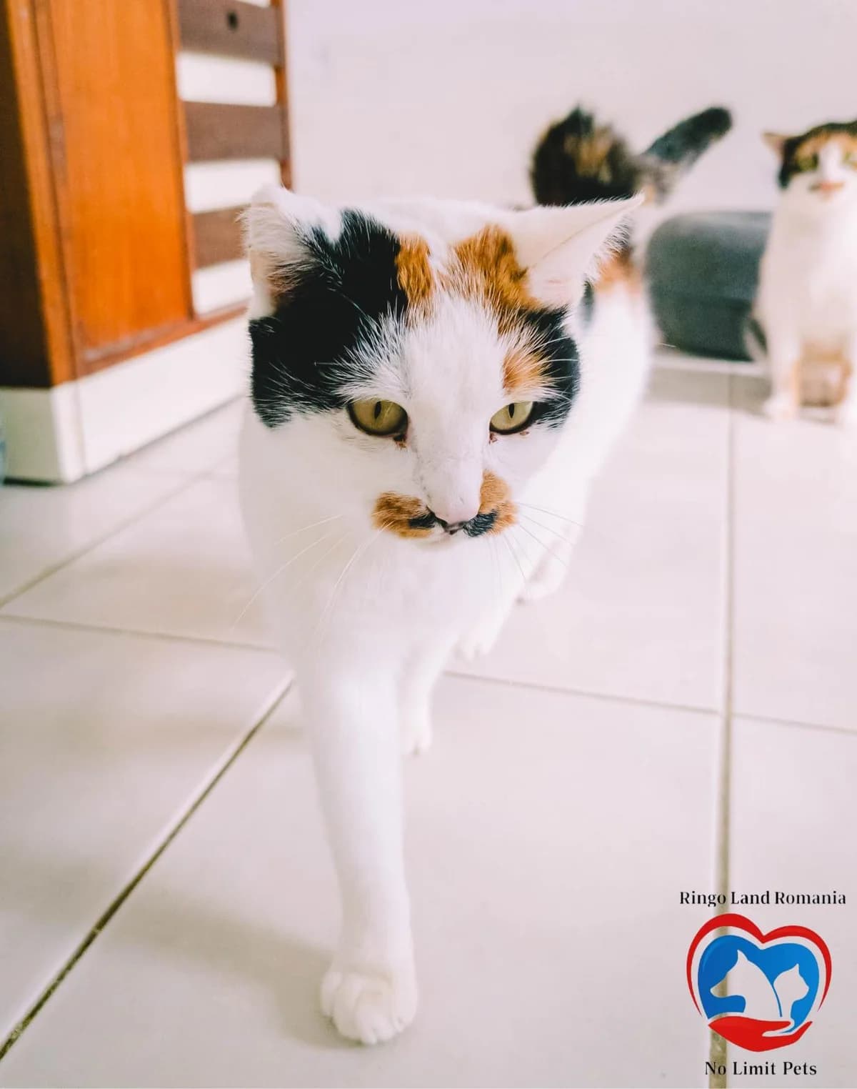 WHISKERINA 2342- nedisponibil, female Mixed Breed for adoption at No Limit Pets, Romania